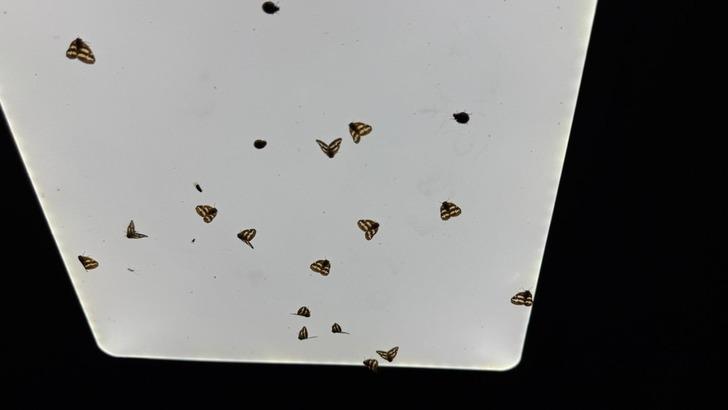 Türkiye'de bir şehir resmen istila altında! Gece çökünce 'Vampir kelebek' kabusu başlıyor G5