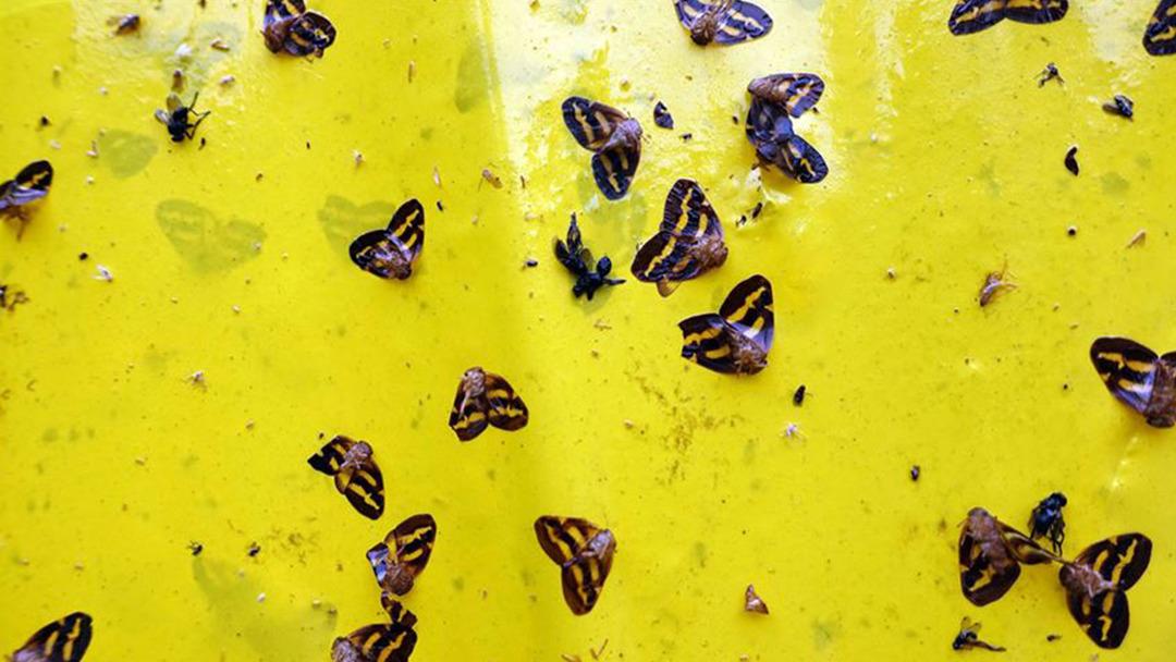 T&uuml;rkiye'de bir şehir resmen istila altında! Gece &ccedil;&ouml;k&uuml;nce 'Vampir kelebek' kabusu başlıyor