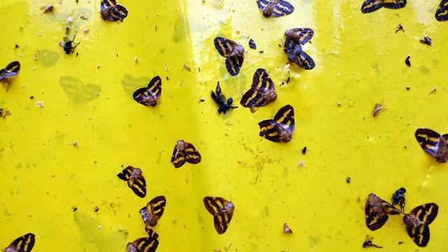 Türkiye'de bir şehir resmen istila altında! Gece çökünce 'Vampir kelebek' kabusu başlıyor