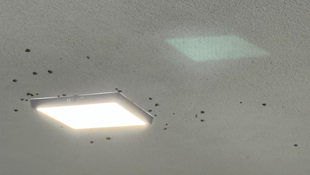 Gündüz ortada yoklar, gece olunca evleri istila ediyorlar! Bölgede kabusu oldular... 2