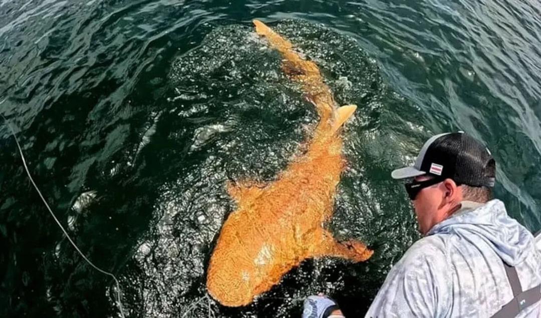 Balıkçılar şaşkına döndü! Turuncu renkli çıktı, bakan bir daha baktı! Nedeni bakın ne çıktı 2