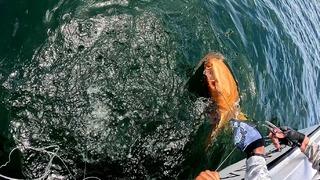 Balıkçılar şaşkına döndü! Turuncu renkli çıktı, bakan bir daha baktı! Nedeni bakın ne çıktı