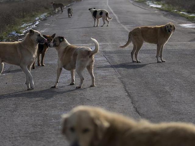 Başıboş sokak köpeği talimatı verildi...