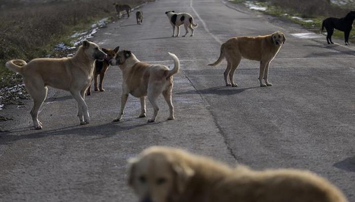 Başıboş sokak köpeği talimatı verildi...
