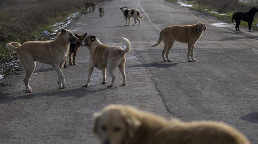 Son dakika... İstanbul Valiliği'nden "İvedilikle toplayın" duyurusu: Başıboş sokak köpeği talimatı verildi...