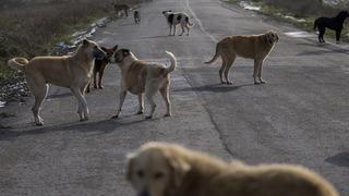 Son dakika... İstanbul Valiliği'nden İvedilikle toplayın duyurusu: Başıboş sokak köpeği talimatı verildi...