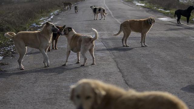 Son dakika... İstanbul Valiliği'nden İvedilikle toplayın duyurusu: Başıboş sokak köpeği talimatı verildi...