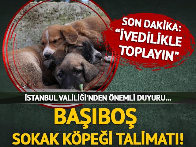Başıboş sokak köpeği talimatı verildi...
