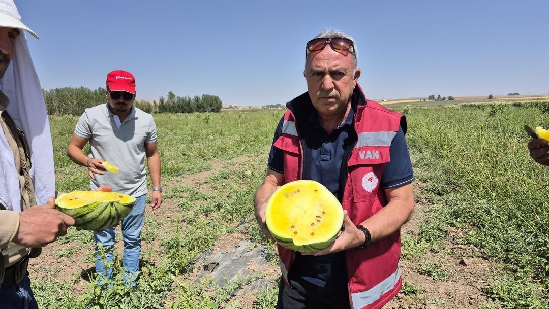 İran dan getirip başladı!  Bu sene değişik bir yöntem denedim, yükseldi  5 dönümde yapıyor 1