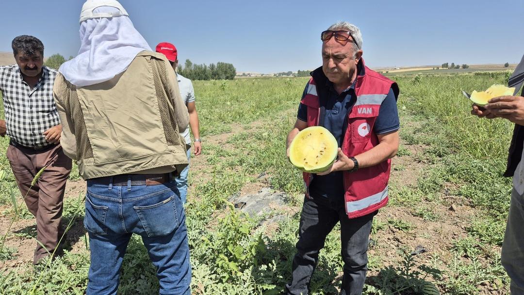 İran dan getirip başladı!  Bu sene değişik bir yöntem denedim, yükseldi  5 dönümde yapıyor 2