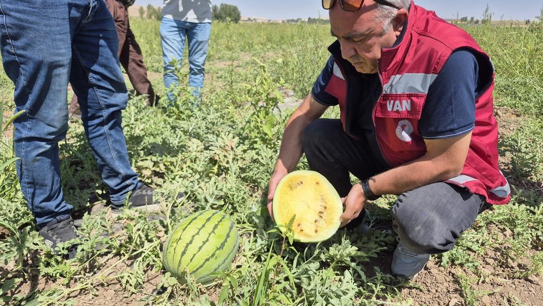 İran dan getirip başladı!  Bu sene değişik bir yöntem denedim, yükseldi  5 dönümde yapıyor 3