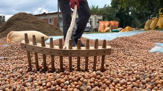 Ordu’da üreticilerin fındık kurutma mesaisi başladı