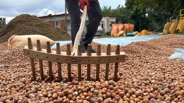 Ordu’da üreticilerin fındık kurutma mesaisi başladı