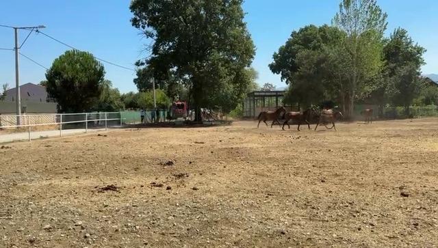Bursa’da hayvan damı yandı: 1 at, 2 keçi telef oldu 1