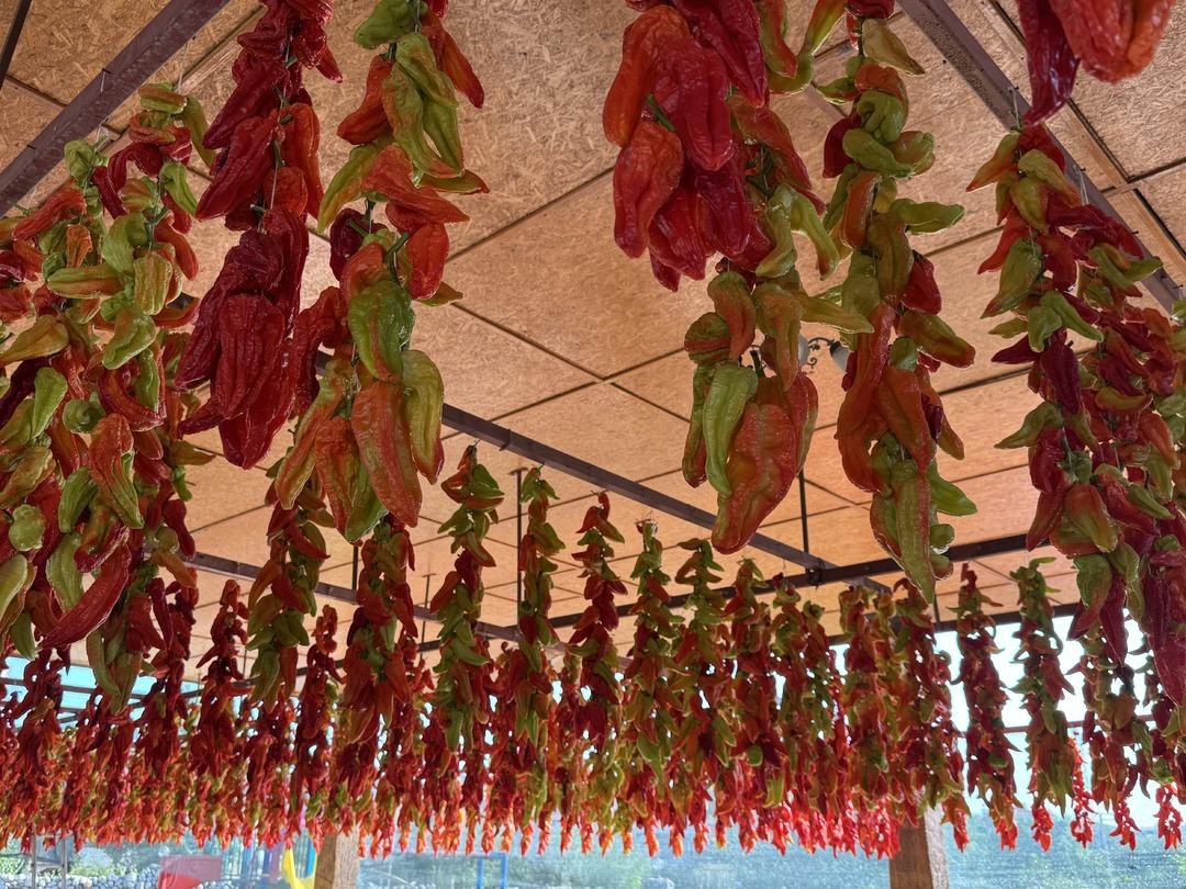 Tescilli lezzet! Kale biberinde hasat zamanı: Ata tohumundan sofralara... 1