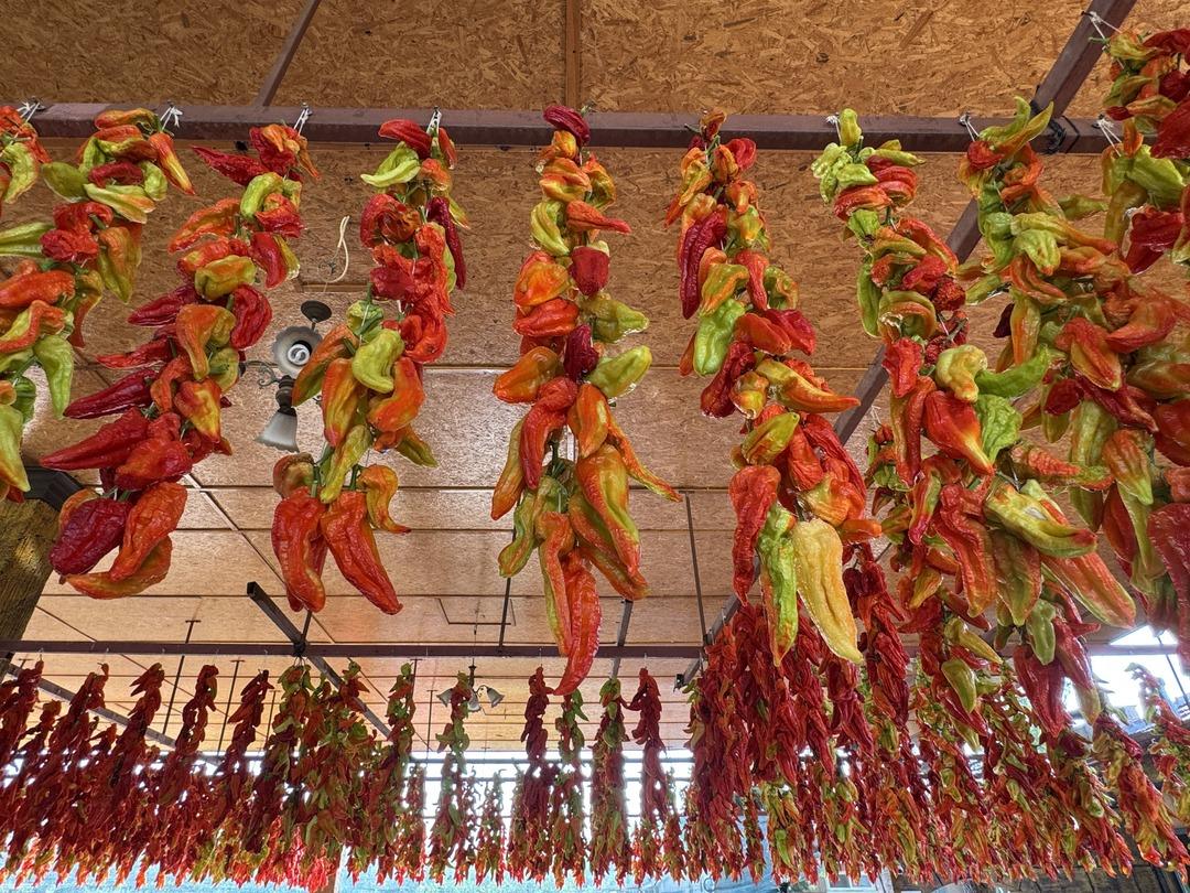 Tescilli lezzet! Kale biberinde hasat zamanı: Ata tohumundan sofralara... 2