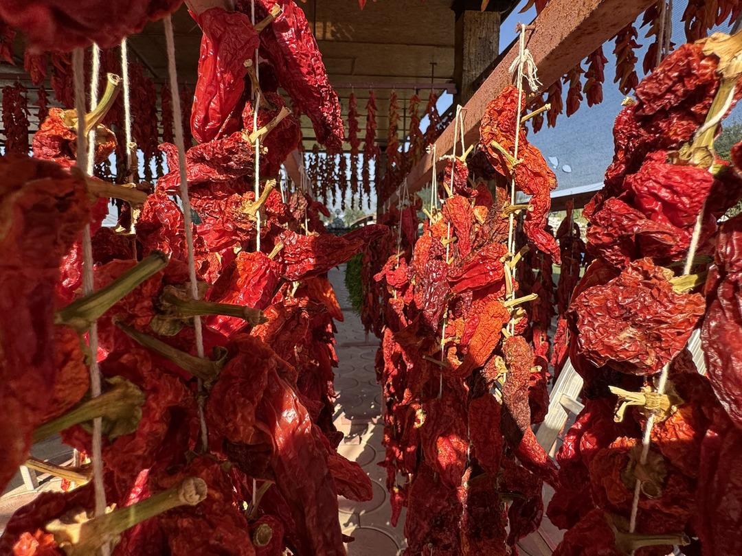 Tescilli lezzet! Kale biberinde hasat zamanı: Ata tohumundan sofralara... 4