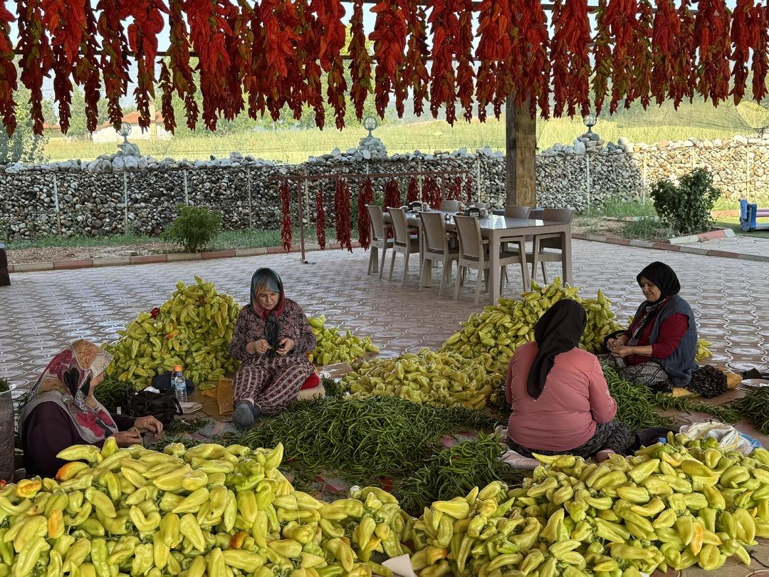 Tescilli lezzet! Kale biberinde hasat zamanı: Ata tohumundan sofralara... 5