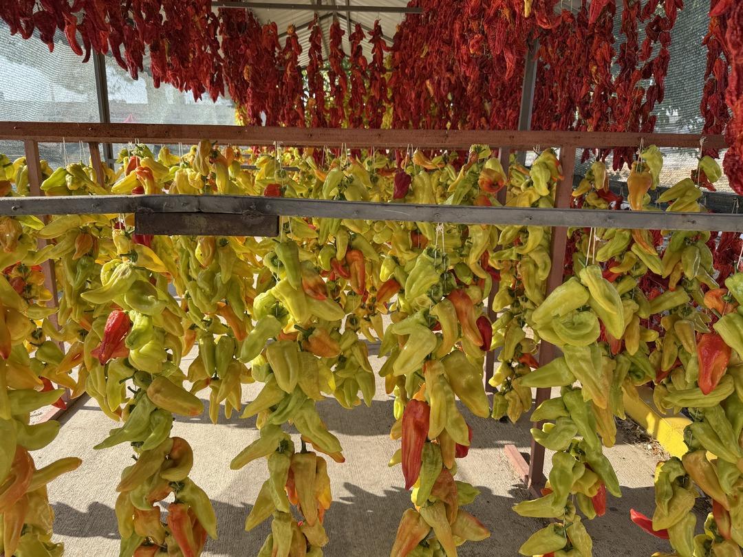 Tescilli lezzet! Kale biberinde hasat zamanı: Ata tohumundan sofralara... 6