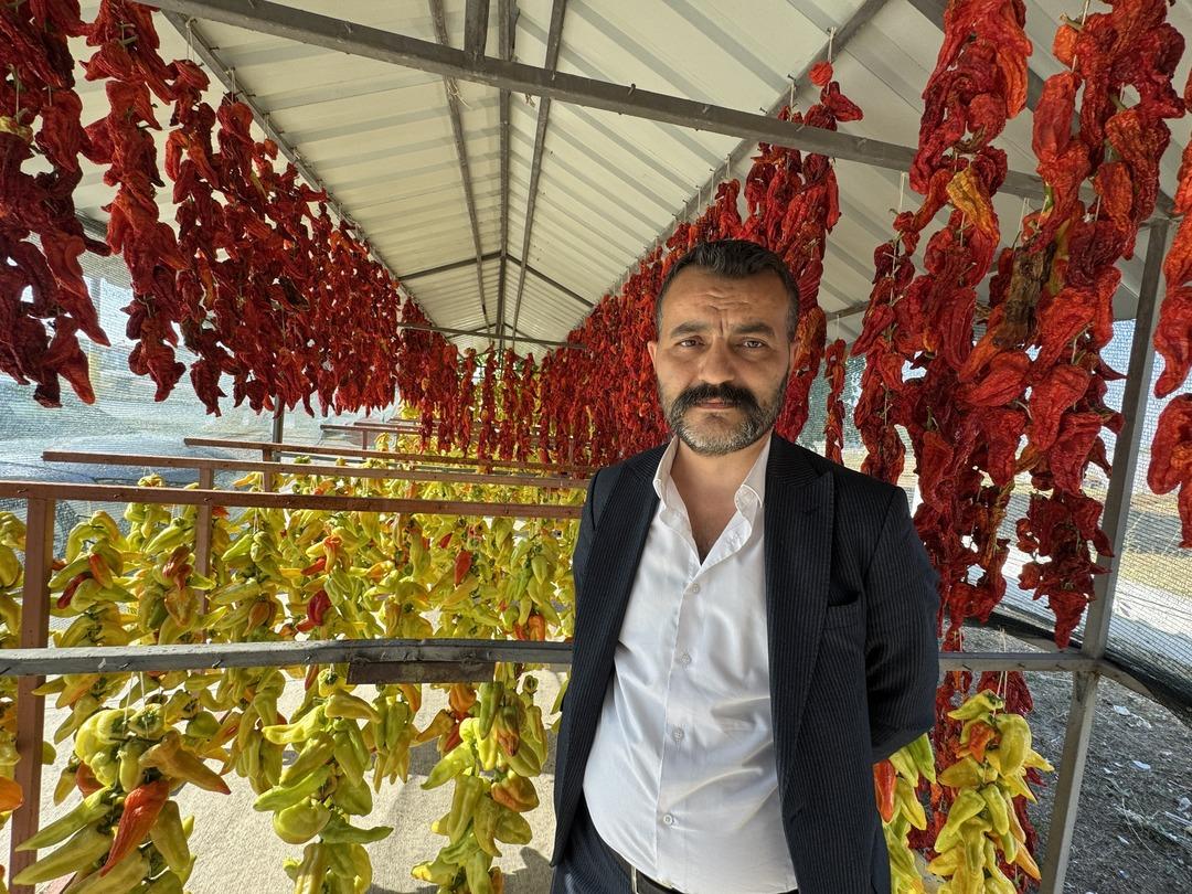 Tescilli lezzet! Kale biberinde hasat zamanı: Ata tohumundan sofralara... 7