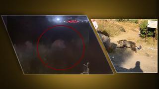 Antalya'daki aslan saldırısından sonra şimdi de ayı saldırısı! Kucağında bebekle dolaşırken...