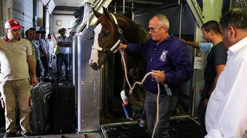 Milyon dolarlık yarış atları İstanbul'a getirildi