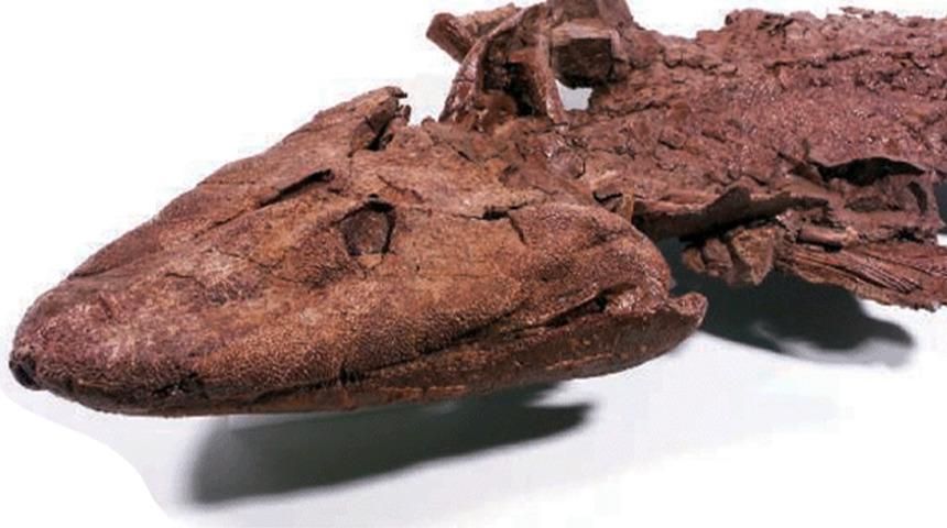 10 milyon yıl daha erken çıkmış olabilir! Karada izleri bulundu... Bu bir balık türü!