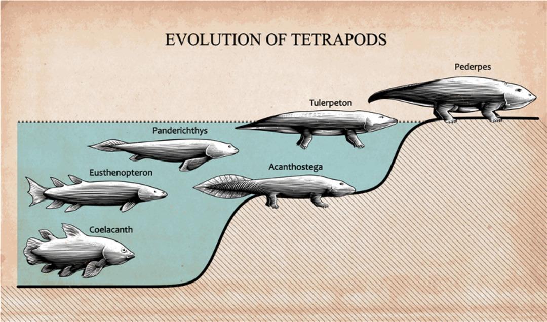 10 milyon yıl daha erken çıkmış olabilir! Karada izleri bulundu... Bu bir balık türü! 2