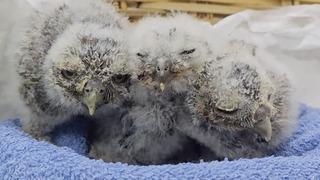 Çanakkale’de yuvalarını kaybeden yavru kukumavlar koruma altına alındı