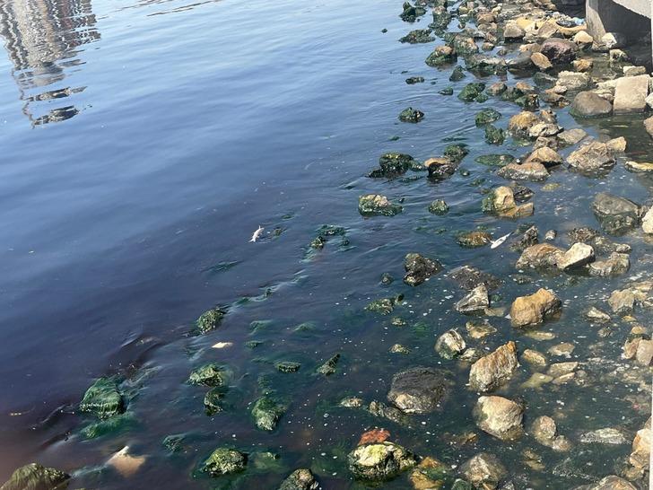 Ölümler yine görülmeye başladı! İzmir'de panik katlandı: "47 yıldır ilk kez üst üste 2 yıl gördüm" G3