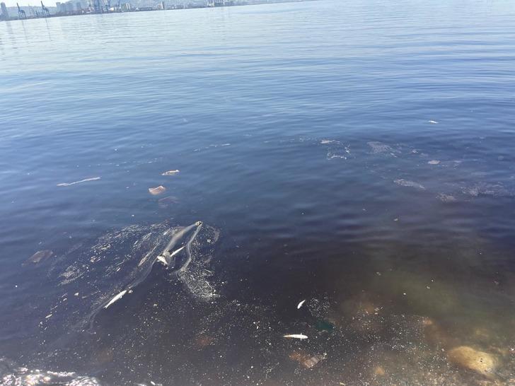 Ölümler yine görülmeye başladı! İzmir'de panik katlandı: "47 yıldır ilk kez üst üste 2 yıl gördüm" G2