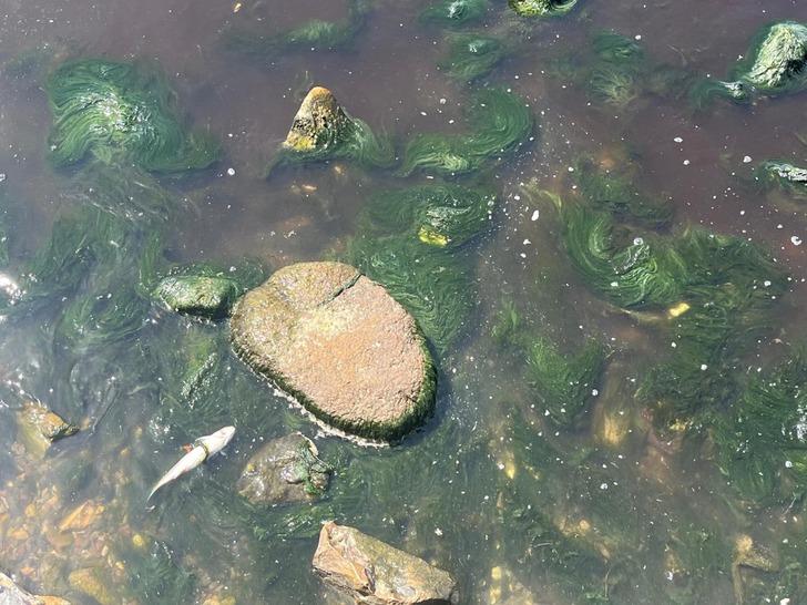 Ölümler yine görülmeye başladı! İzmir'de panik katlandı: "47 yıldır ilk kez üst üste 2 yıl gördüm" G1