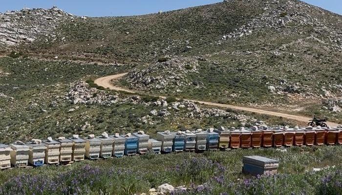 20992625-700x400 Gazipaşa'da 36 arı kovanı çalındı