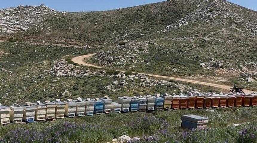 Gazipaşa'da 36 arı kovanı çalındı