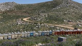 Gazipaşa'da 36 arı kovanı çalındı