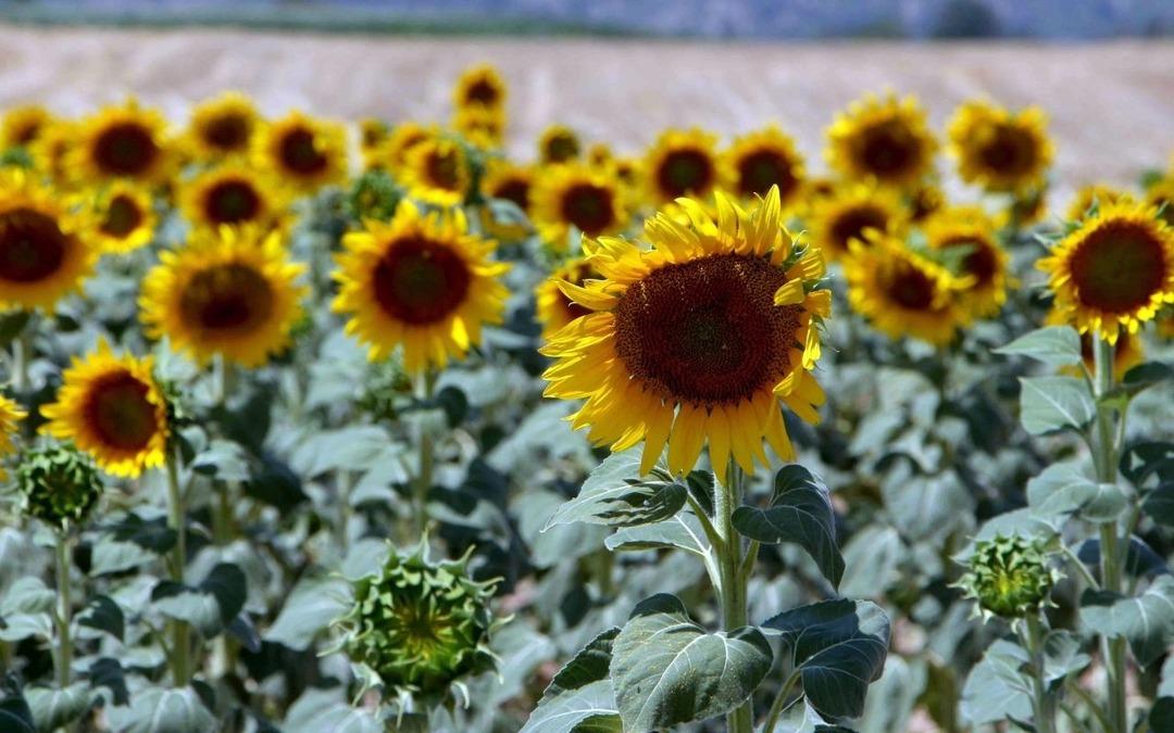 Konya Şeker den ayçiçeği alım fiyatı geldi 1