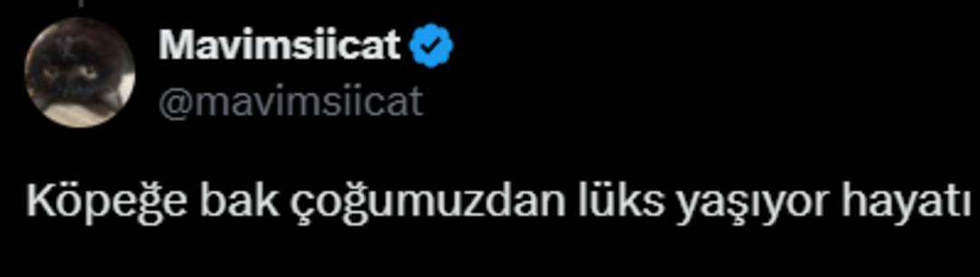 Yer: Muğla! Yok böyle hizmet! Özel bot kiralayarak köpeğini tuvalete gönderdi!  2