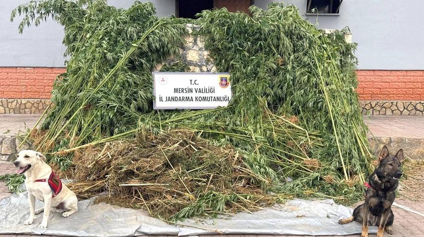 Mersin'de bahçesinde Hint keneviri yetiştiren zanlı tutuklandı