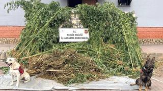 Mersin'de bahçesinde Hint keneviri yetiştiren zanlı tutuklandı