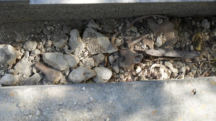 Mezarları metrelerce kazıp defin arıyorlar! Savunmaları pes dedirtti: "Kemiklerini çalmadık, duruyor" G4