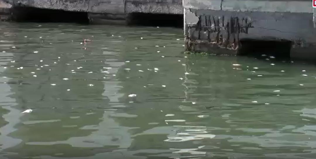 İzmir Körfezi nde balık ölümleri arttı; kötü koku yayılıyor 1