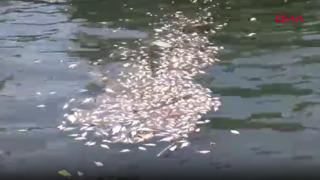 İzmir Körfezi'nde balık ölümleri arttı; kötü koku yayılıyor