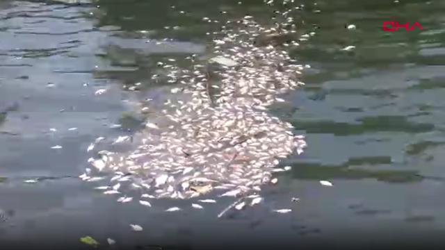 İzmir Körfezi'nde balık ölümleri arttı; kötü koku yayılıyor