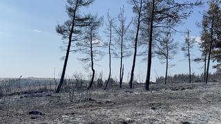 Gelibolu'da çıkan orman yangını tamamen kontrol altına alındı