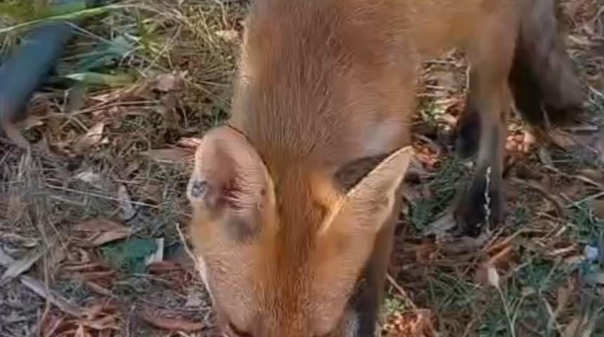 Sıcaktan bunalan tilkiye vatandaş su ikram etti