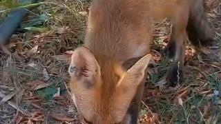 Sıcaktan bunalan tilkiye vatandaş su ikram etti