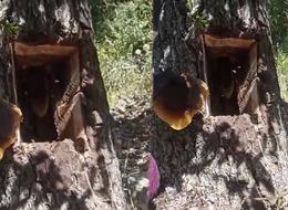 İz sürüp buldular: Ağaç kovuğundan kilo kilo çıktı! Kilosu 3-4 bin liradan satılıyor