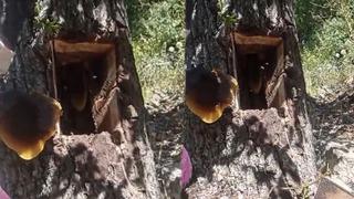 İz sürüp buldular: Ağaç kovuğundan kilo kilo çıktı! Kilosu 3-4 bin liradan satılıyor