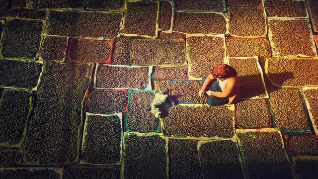 Hasadı bu ay başlamıştı! Fındıkta gizli tehlike: Tozu...