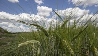 Orta Doğu gerilimi tarım emtia fiyatlarını yukarı taşıdı